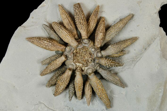Jurassic Club Urchin (Caenocidaris) - Boulmane, Morocco #179454